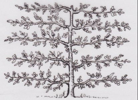 Diagram of espalier trained tree