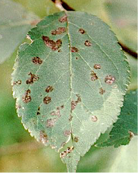 Scab on a leaf