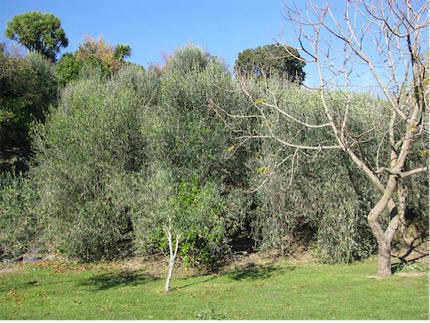 The olive plantation at our local school