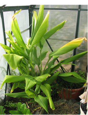 Tumeric plant in our glass house