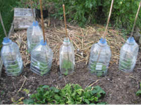 Homemade cloches from plastic bottles